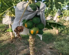 Red Lady Taiwan 786 Papaya for sale in Bhilwara