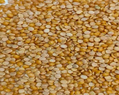 Normal Tur Dal for sale in Mumbai Suburban
