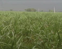 Co 0238 (Karan 4) Sugarcane for sale in Meerut