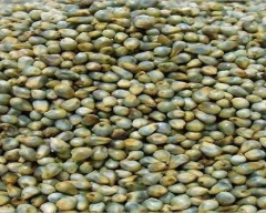 A Grade Quality Bajra for sale in Dhule