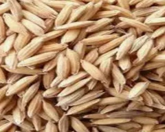 RNR 15048 Paddy for sale in Nellore