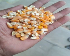 Hybrid Maize for sale in Yadgir