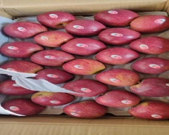 Shimla Apple for sale in Shimla