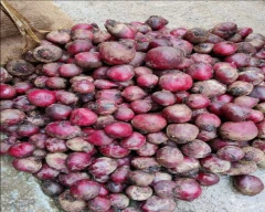 Normal Beetroot for sale in Chikballapur