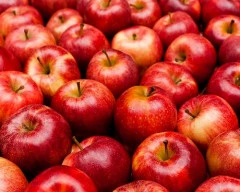 Gala Schnico Red Apple required in Ghaziabad