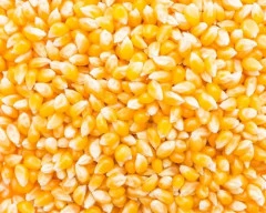 B Grade Quality Maize required in Cuttack