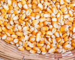 Hybrid Maize required in Hapur