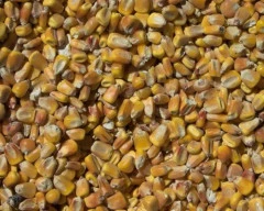 C Grade Quality Maize required in Krishnagiri