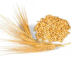 Lokwan Wheat required in Pune