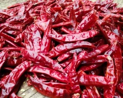 Teja Dry Chilli required in Indore