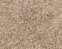 Brown Jeera required in Kachchh