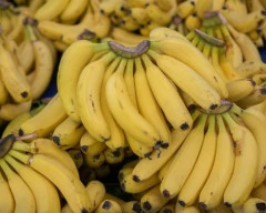 G-9 Banana required in Nagpur