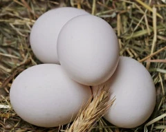 White Egg required in Ludhiana