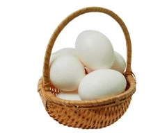 Normal Egg required in Kanpur Nagar