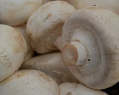 Button Mushroom required in Lucknow