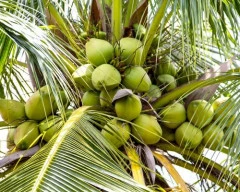 Normal Tender Coconut required in Agra