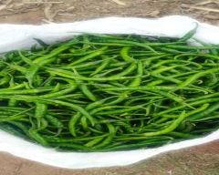 Hybrid Green Chilli for sale in Mysuru