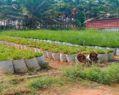 Normal Vetiver Roots for sale in Tumakuru