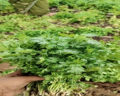 Normal Coriander Leaves for sale in Varanasi