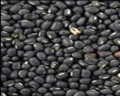 Black Urad for sale in Varanasi