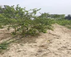 A Grade Quality Lemon for sale in Begusarai