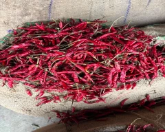 Teja Dry Chilli for sale in Guntur