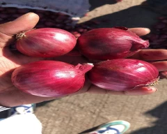 Normal Onion required in Mahabubnagar