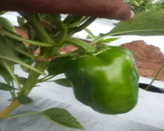 Normal Capsicum for sale in Solapur