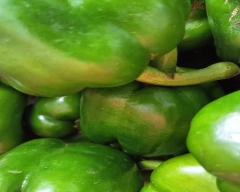Normal Capsicum for sale in Durg