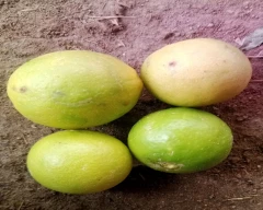 Normal Lemon for sale in Madurai