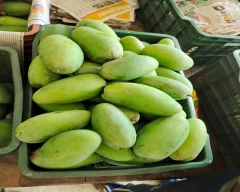 Dashehari Mango for sale in Saharanpur