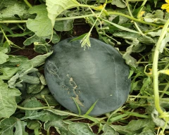 Simba Watermelon for sale in YSR District