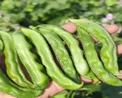 Hybrid Cluster Beans for sale in Chhindwara