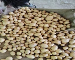 Chipsona Potato for sale in Farrukhabad