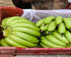G-9 Banana for sale in Amreli