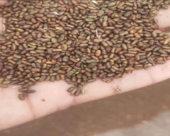 Normal Dhaincha for sale in Bharatpur