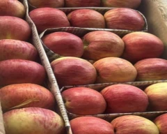 Gala Schnico Red Apple for sale in Pune