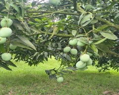 Dashehari Mango for sale in Saharanpur