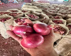 A Grade Quality Onion for sale in Shajapur