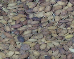 Dried Neem Seed for sale in Khandwa