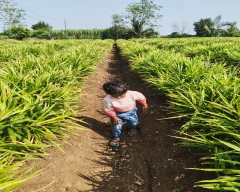 A Grade Quality Dried Ginger for sale in Satara