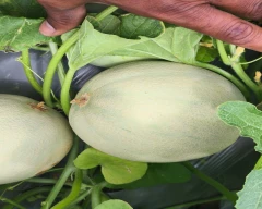 Normal Muskmelon for sale in Annamayya