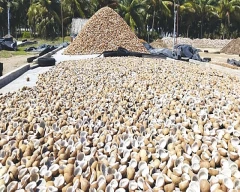 Normal Copra for sale in Tumakuru