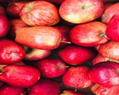 Shimla Apple required in Khordha