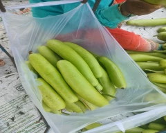 Normal Bottle Gourd for sale in Durg