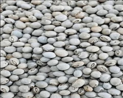 Indian Tur for sale in Jalna