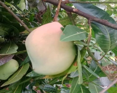 Bangenpalli Mango for sale in Tiruchirappalli