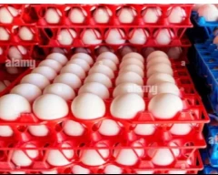 White Egg for sale in Bengaluru Urban