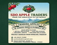 Royal Apple for sale in Shimla