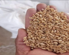 A Grade Quality Wheat for sale in Indore